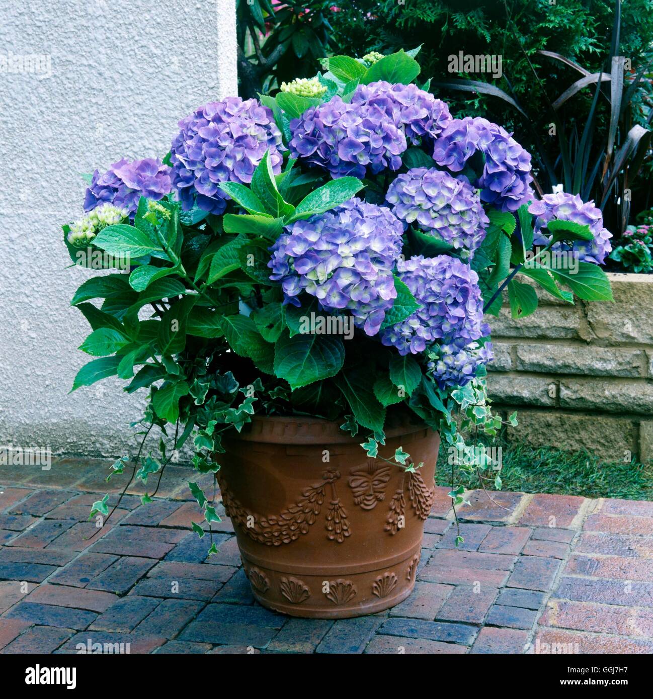 Container Hydrangea CTR017597 Stock Photo Alamy