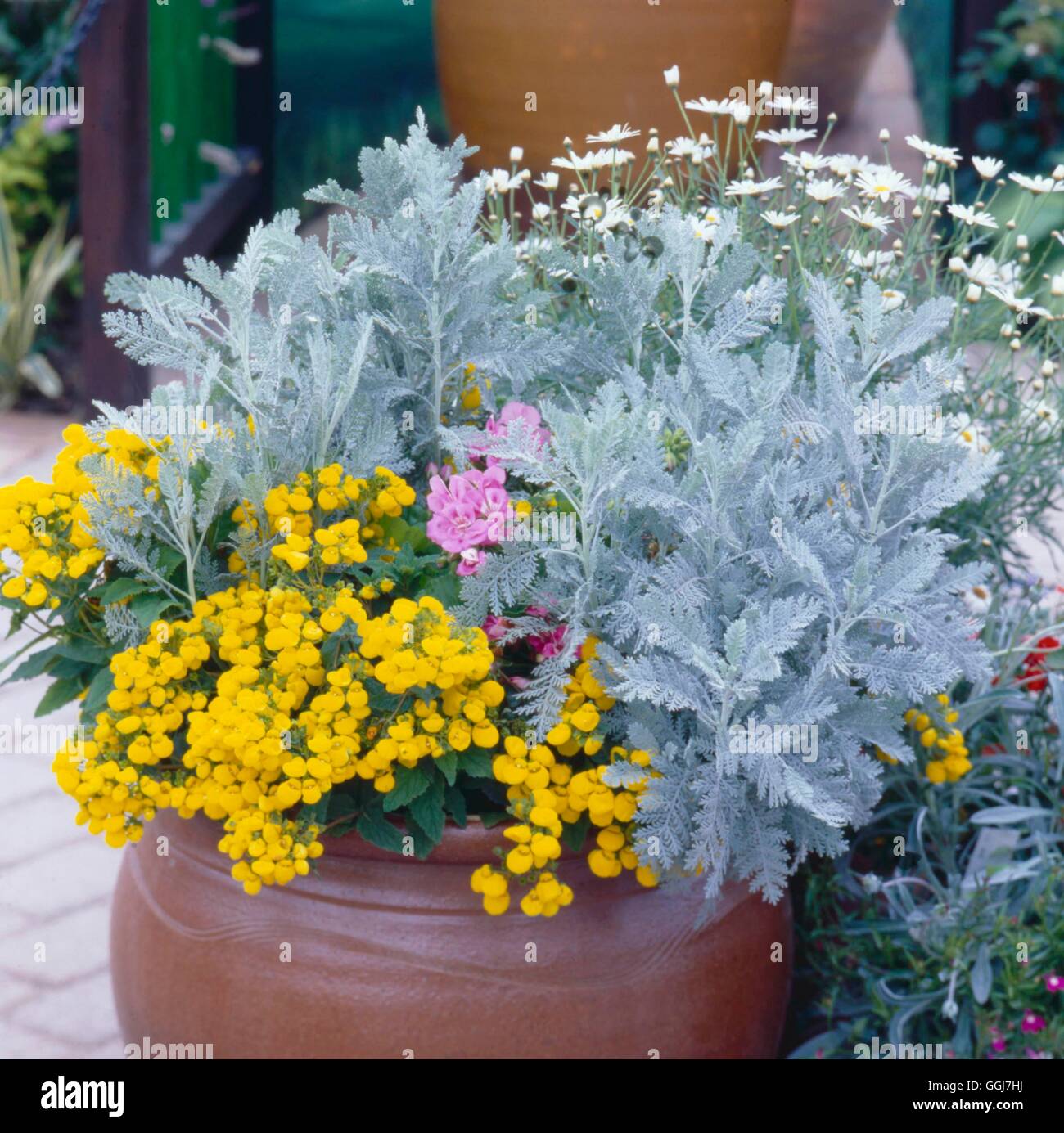 Container - Annuals - planted with Calceolaria Geranium and Senecio   CTR020601     Photos Horticult Stock Photo