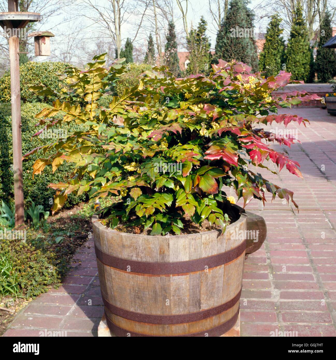 Container - Shrub - of Mahonia showing Winter colour   CTR021526 Stock Photo