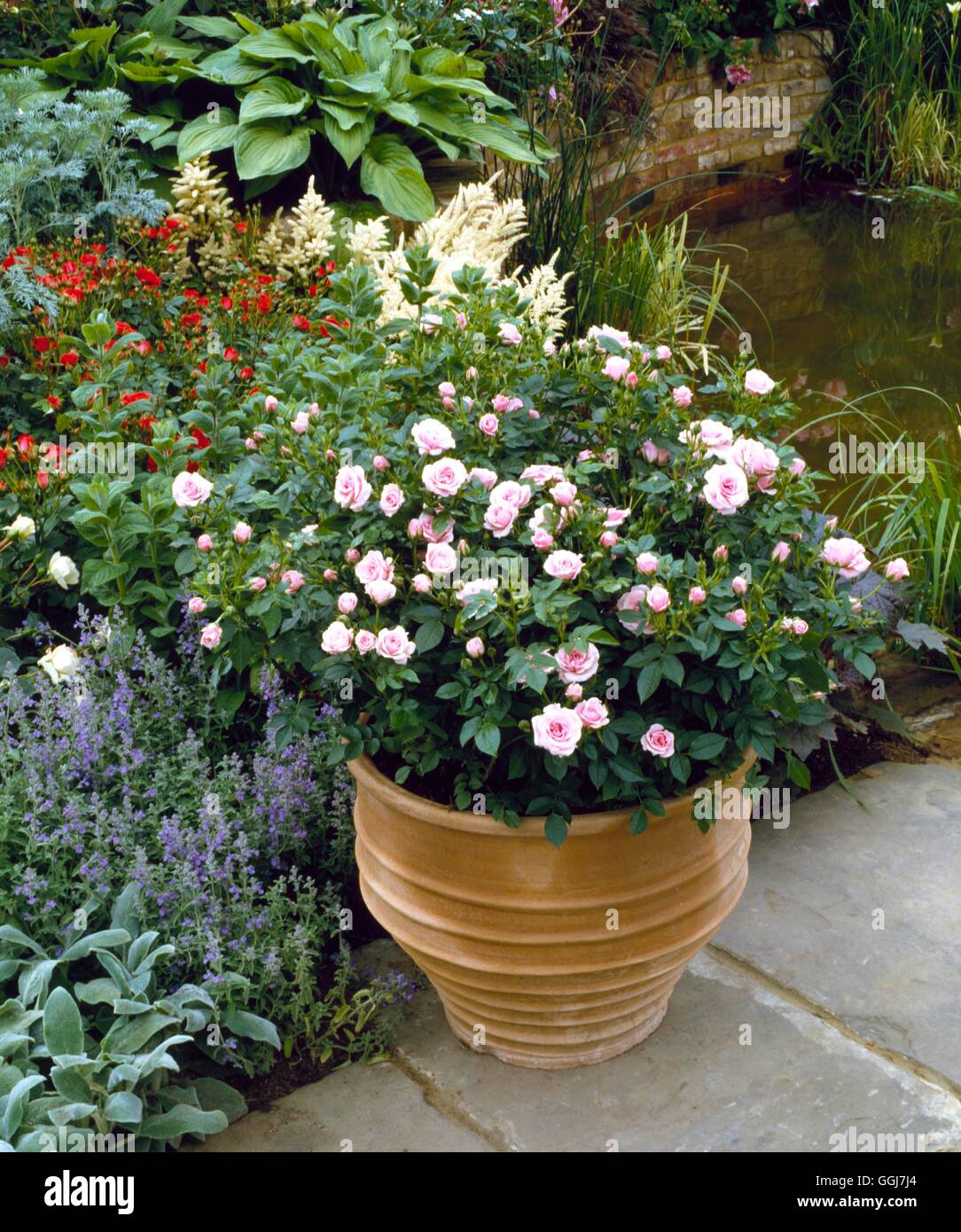 Container Roses planted with a Patio Rose CTR022689 Stock Photo Alamy