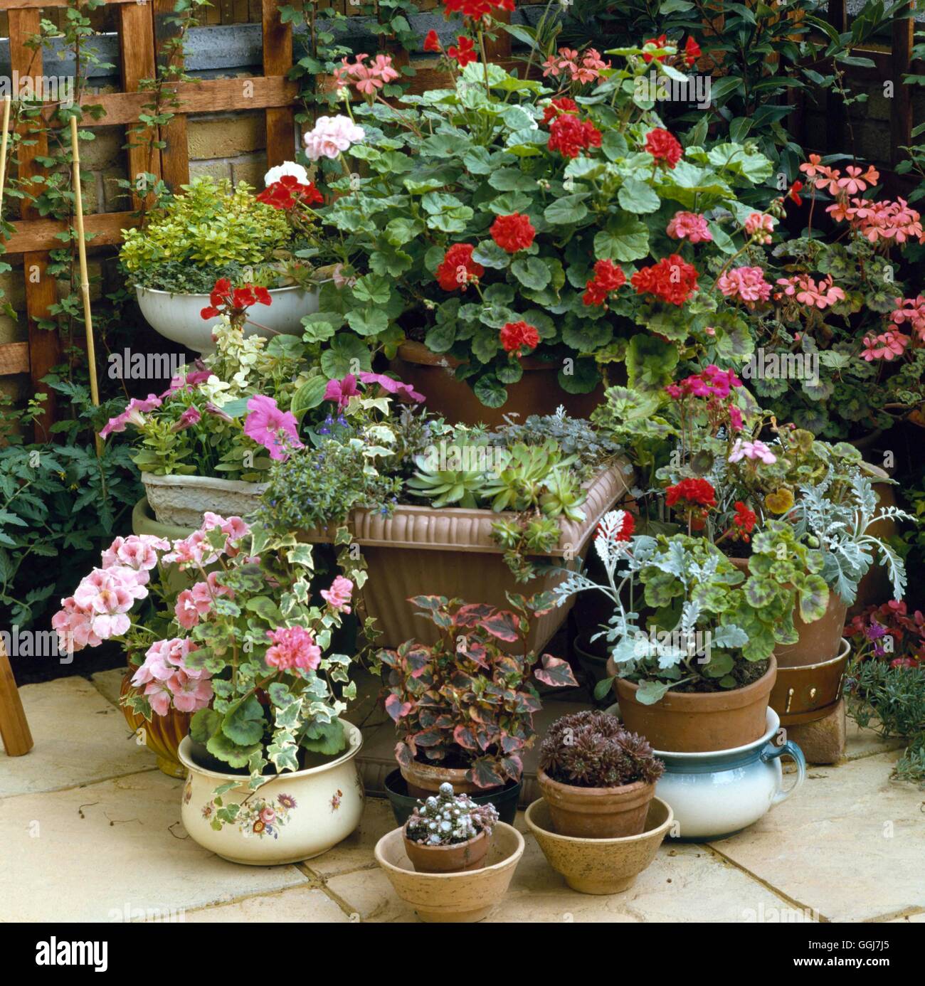Containers - Annual - Plants in a variety of containers for ease of watering   CTR022702     Photos Stock Photo