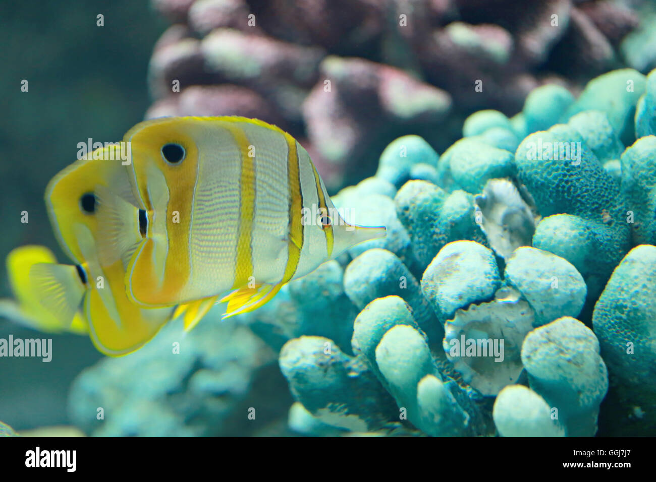 Copper Banded Butterfly fish in the sea Stock Photo Alamy