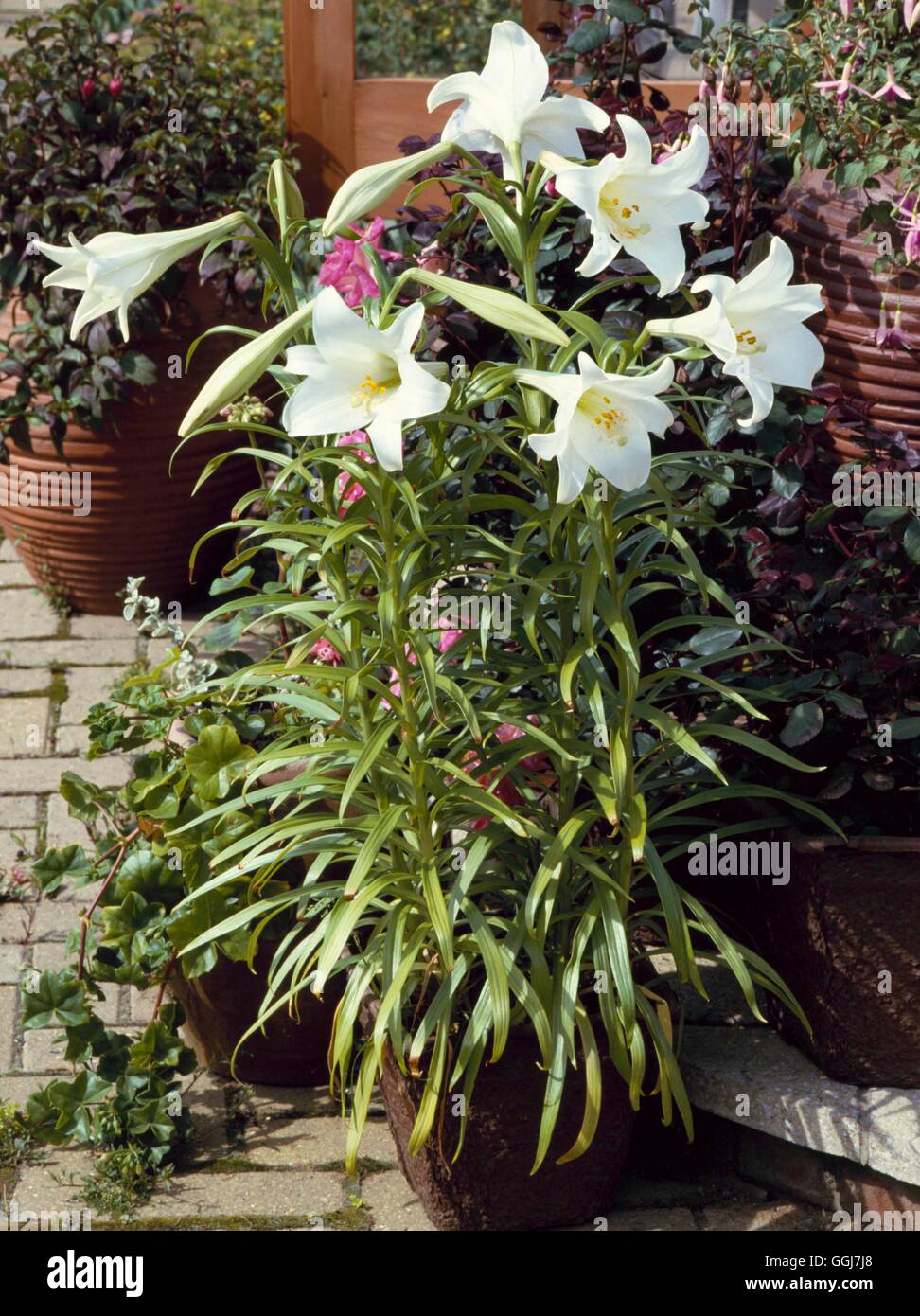 Containers - Bulbs - Summer - planted with Lilium longiflorum AGM   CTR024197     Photos Horticultur Stock Photo