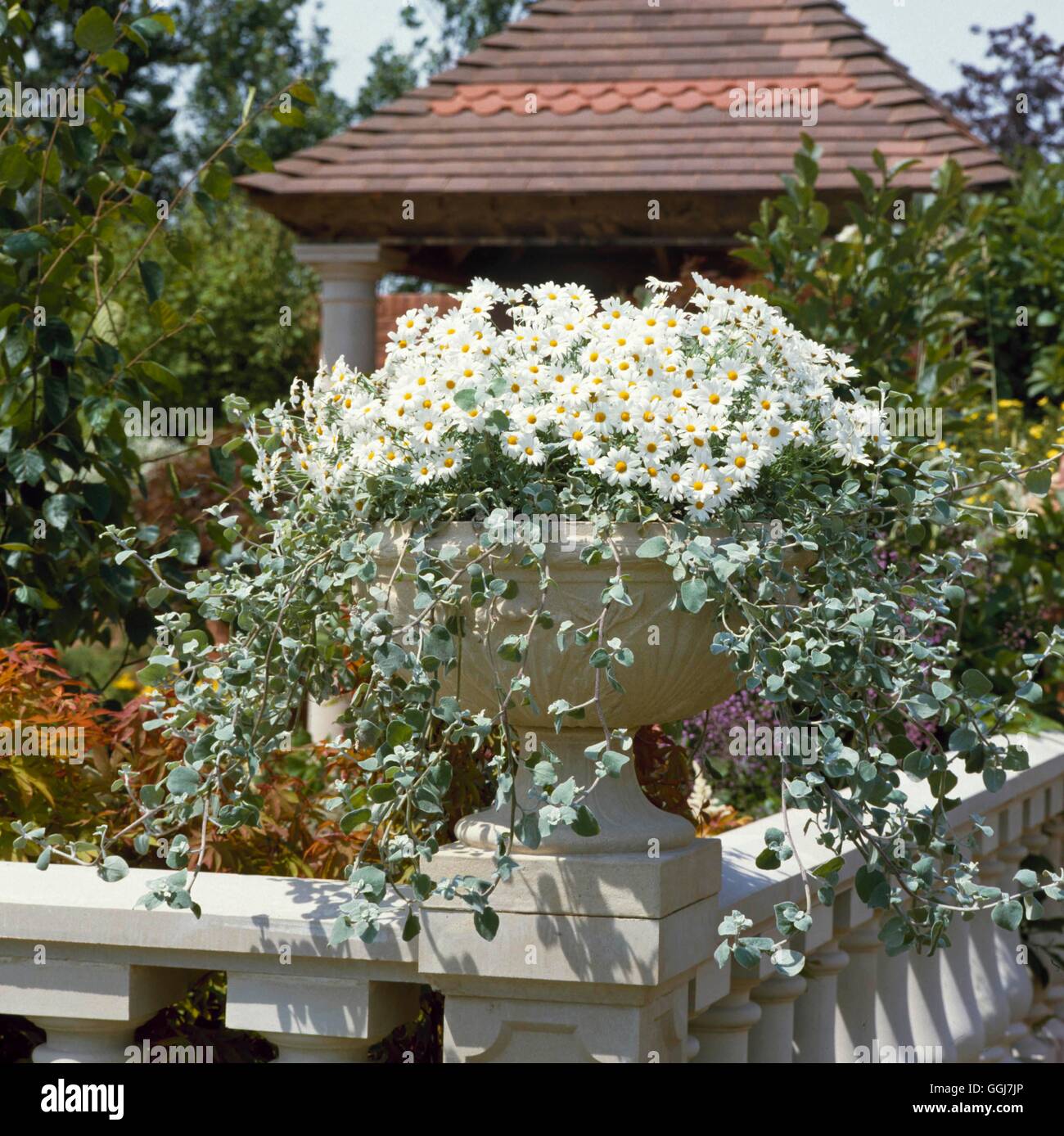 Container - Annuals - planted with Argyranthemum frutescens & Helichrysum petiolatum   CTR036210 Stock Photo