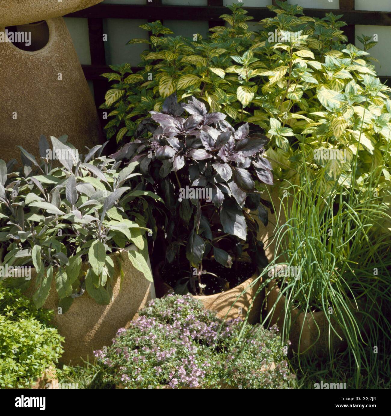 Containers Herbs planted with Purple Sage Purple Basil Ginger Mint