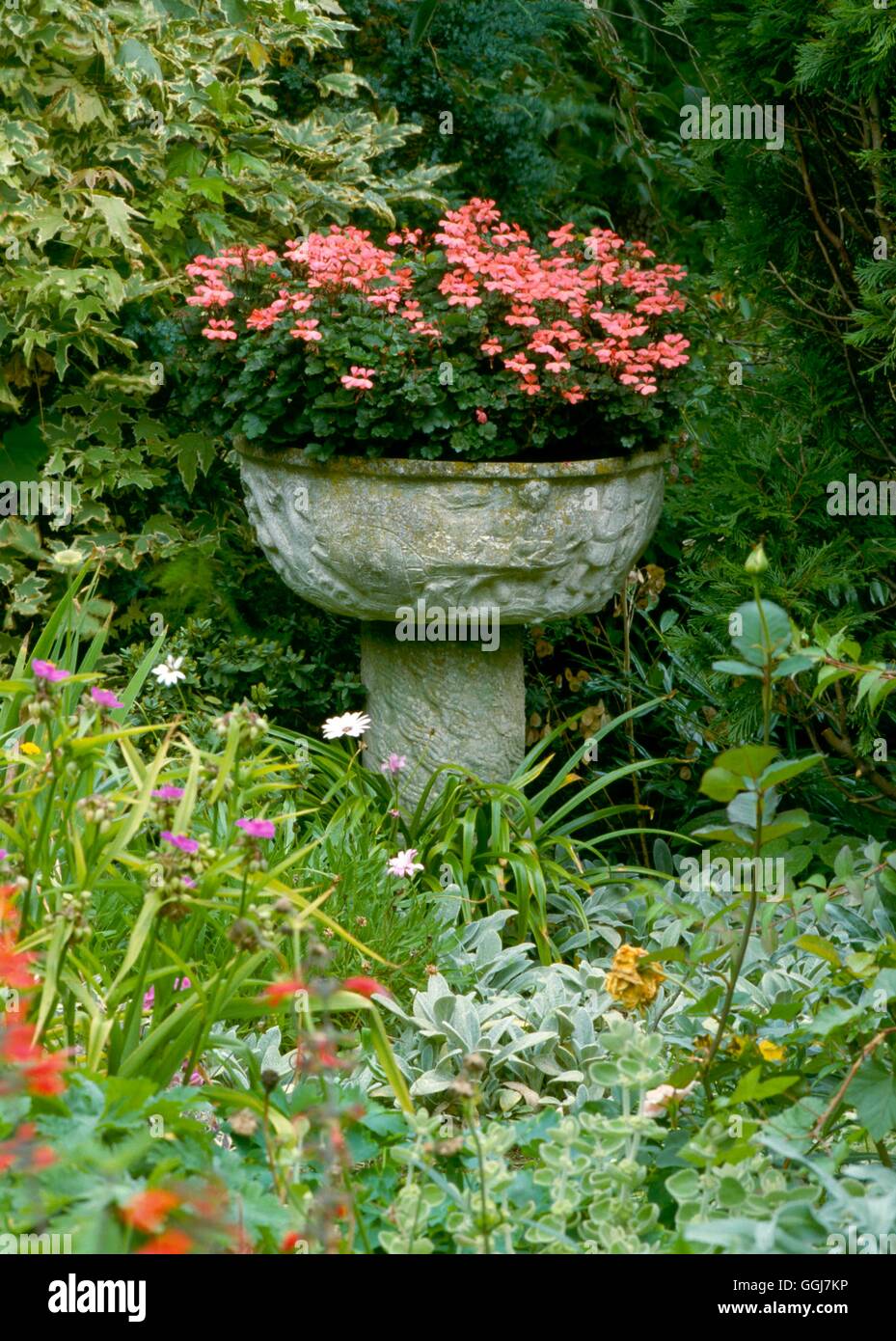 Container - Annual - planted with Pelargonium.   CTR047510 Stock Photo