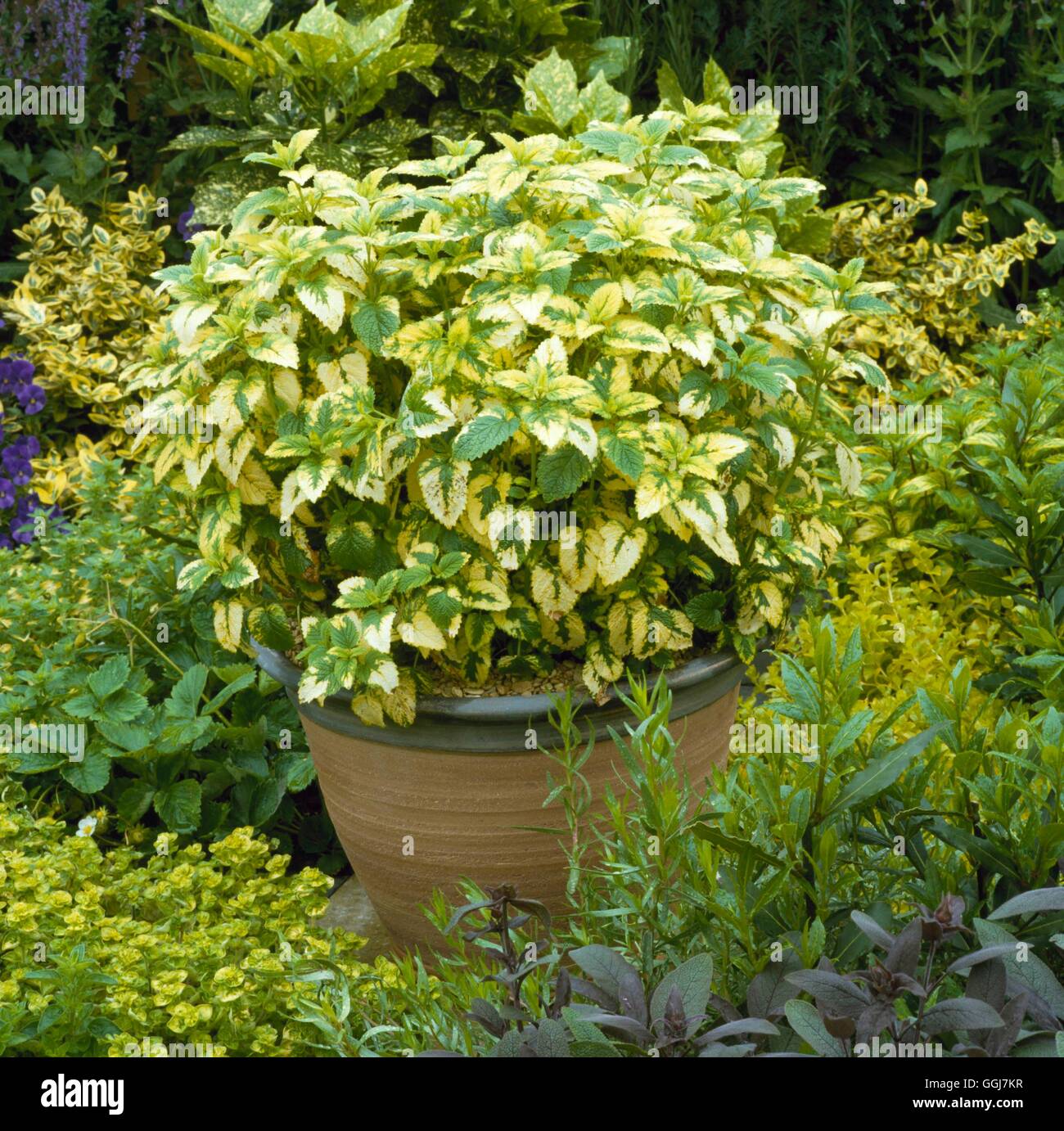 Container - Herbs - planted with the golden form of Lemon Balm- - (Melissa officinalis 'Aurea')   CTR050425  Compulsor Stock Photo