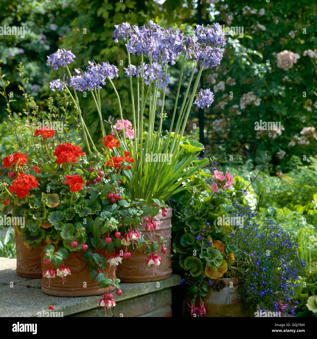 Container - Perennial - Planted with Agapanthus and Fuchsia with Annual Geraniums   CTR051278     Ph Stock Photo