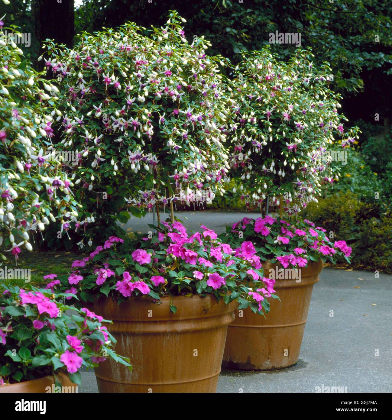 Containers - Annual - planted with standard Fuchsias and Impatiens   CTR051848     Photos Horticultu Stock Photo