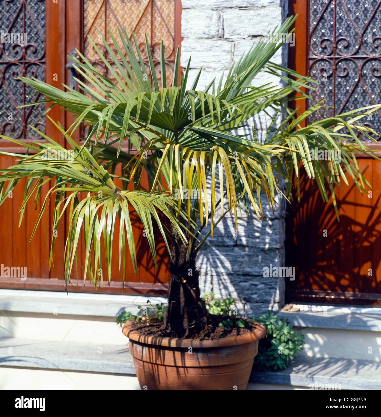 Container - Shrubs - planted with Trachycarpus fortunei   CTR058675  /Photosh Stock Photo