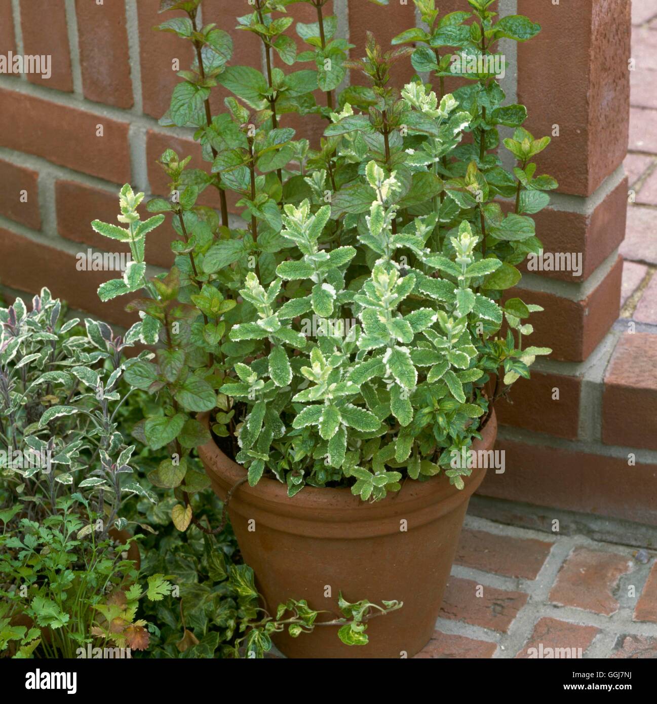 Container - Herbs - planted with Mints   CTR063500 Stock Photo