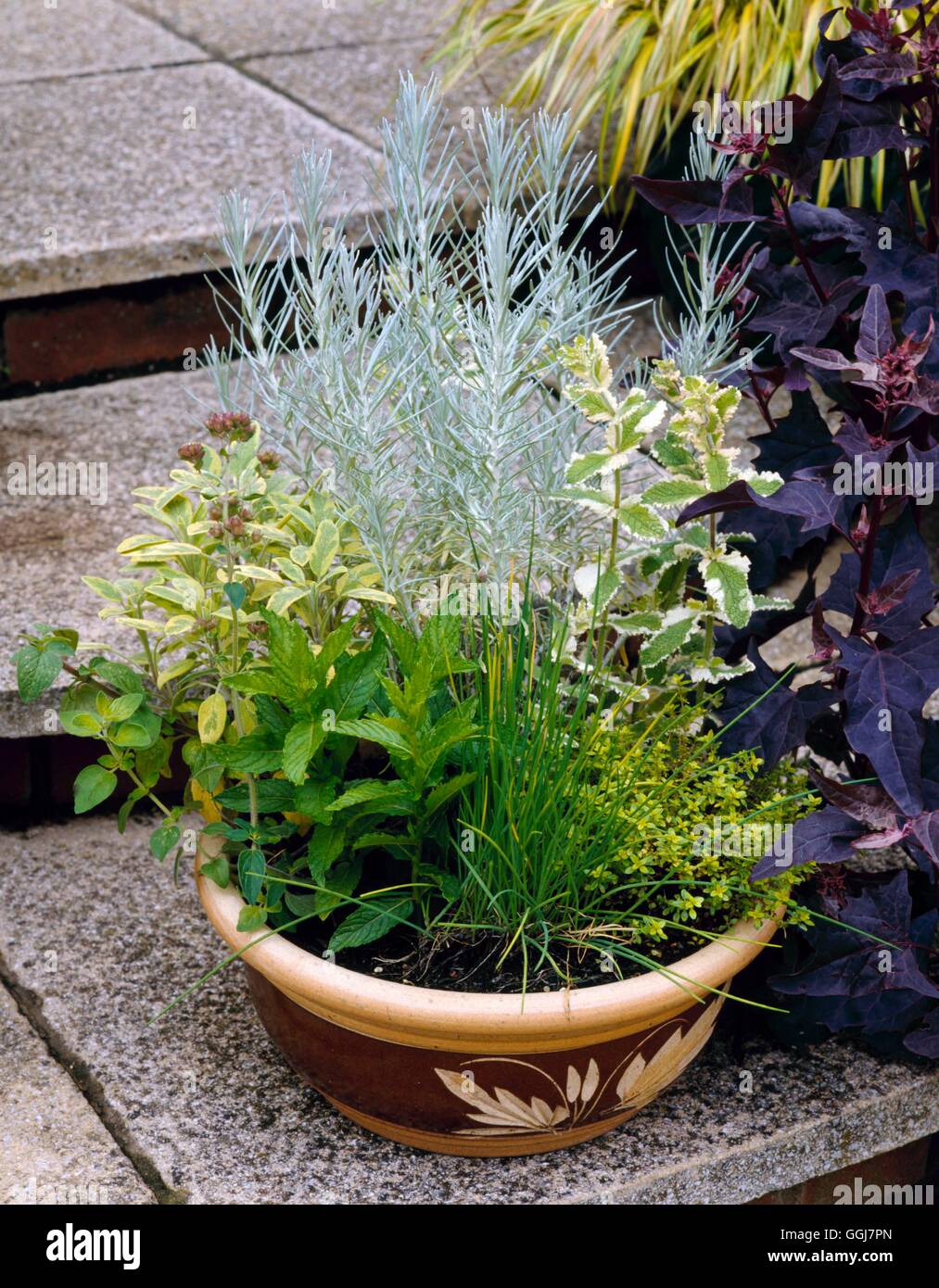 Container - Herbs - planted with Mint  Chives  Thyme  Sage and Curry Plant.   CTR069821     Photos H Stock Photo