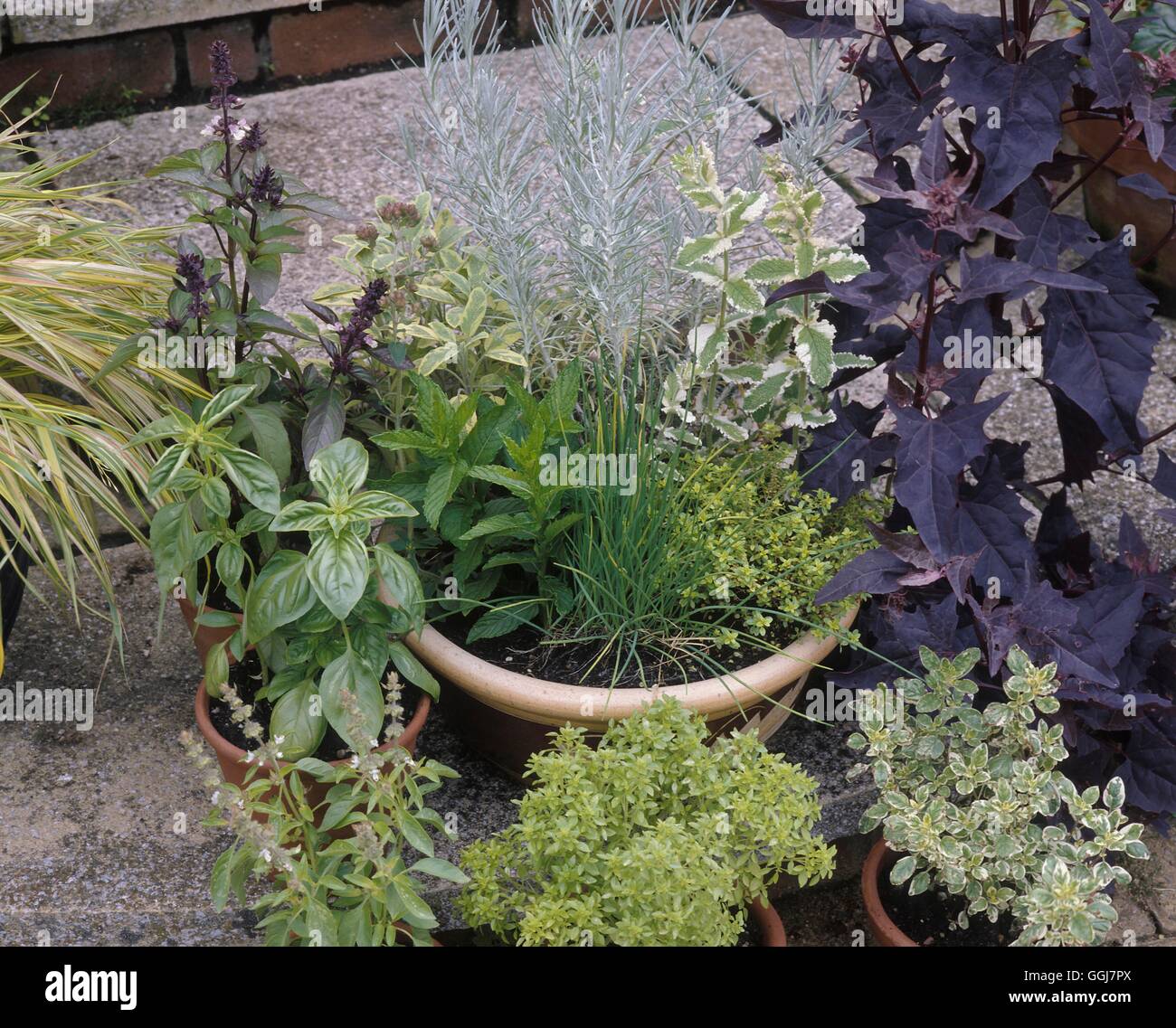 Herbs in container planted with Basils, Mint, Chives, Curry plant and