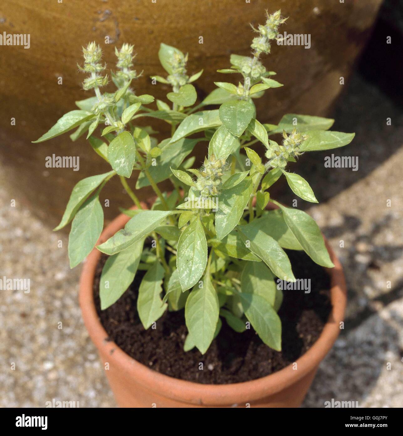 Container - Herbs - planted with Lemon Basil (Ocimum basilicum var. citriodorum)   CTR069883     Pho Stock Photo