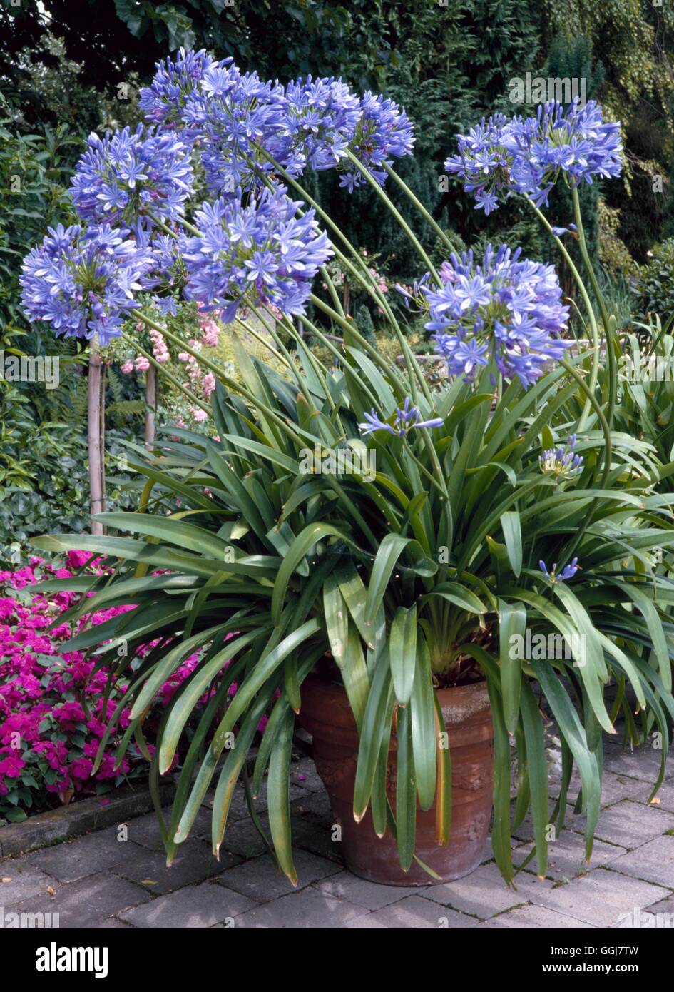 Agapanthus pot hires stock photography and images Alamy
