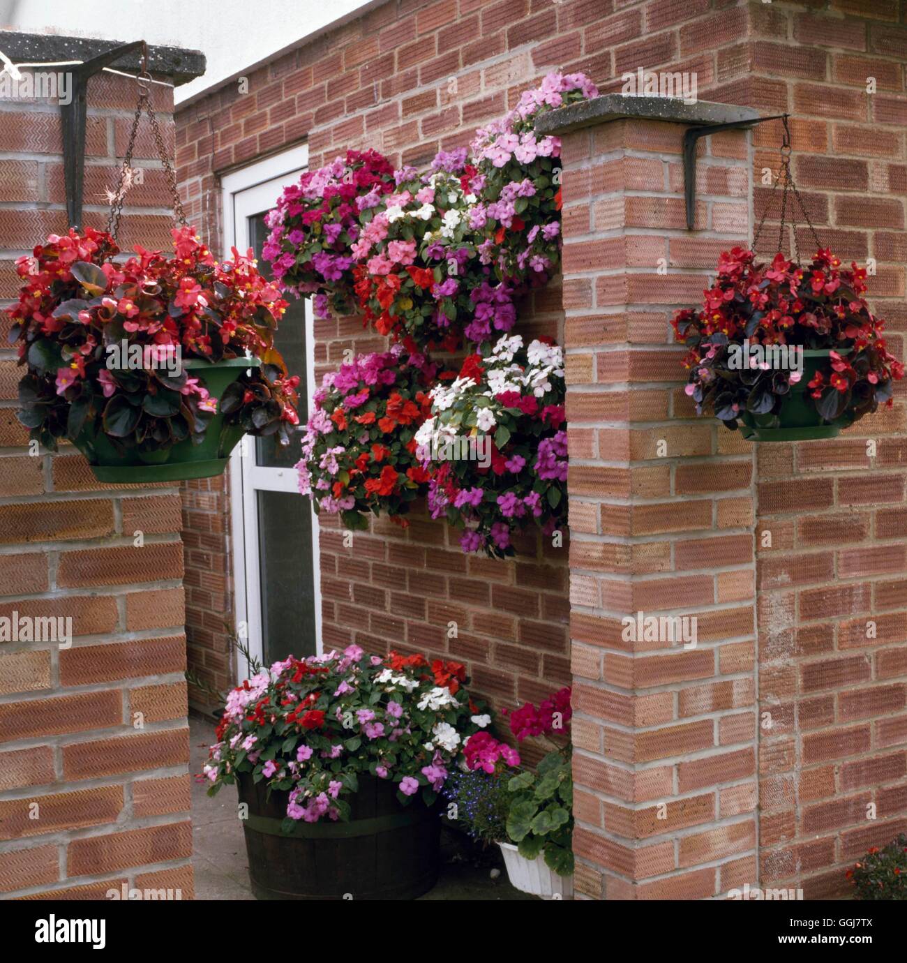Containers - Annual - planted with Begonias and Impatiens   CTR077829  /Photo Stock Photo