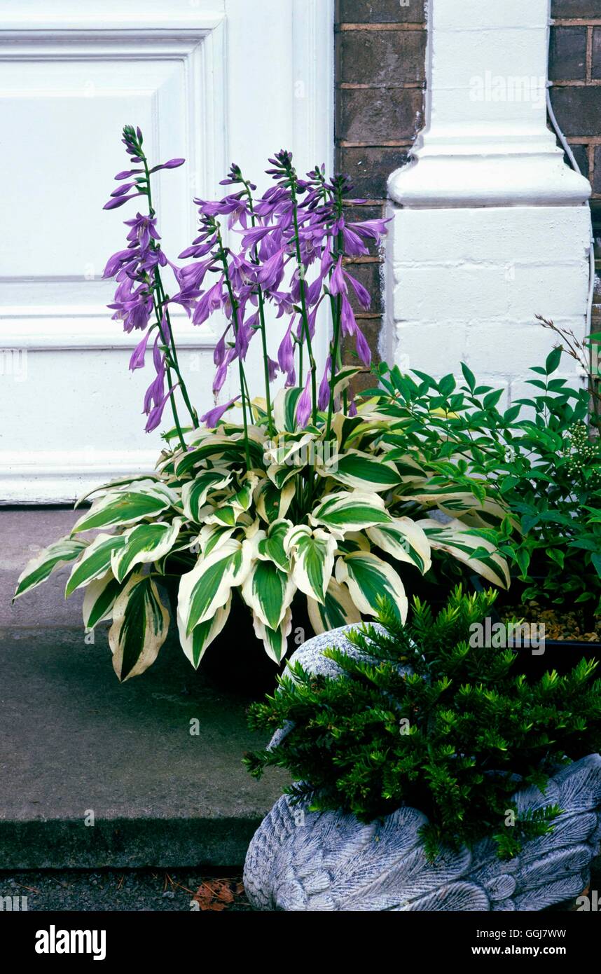 Container - Hosta - planted with Hosta 'Ground Master'   CTR084097  /Photosho Stock Photo