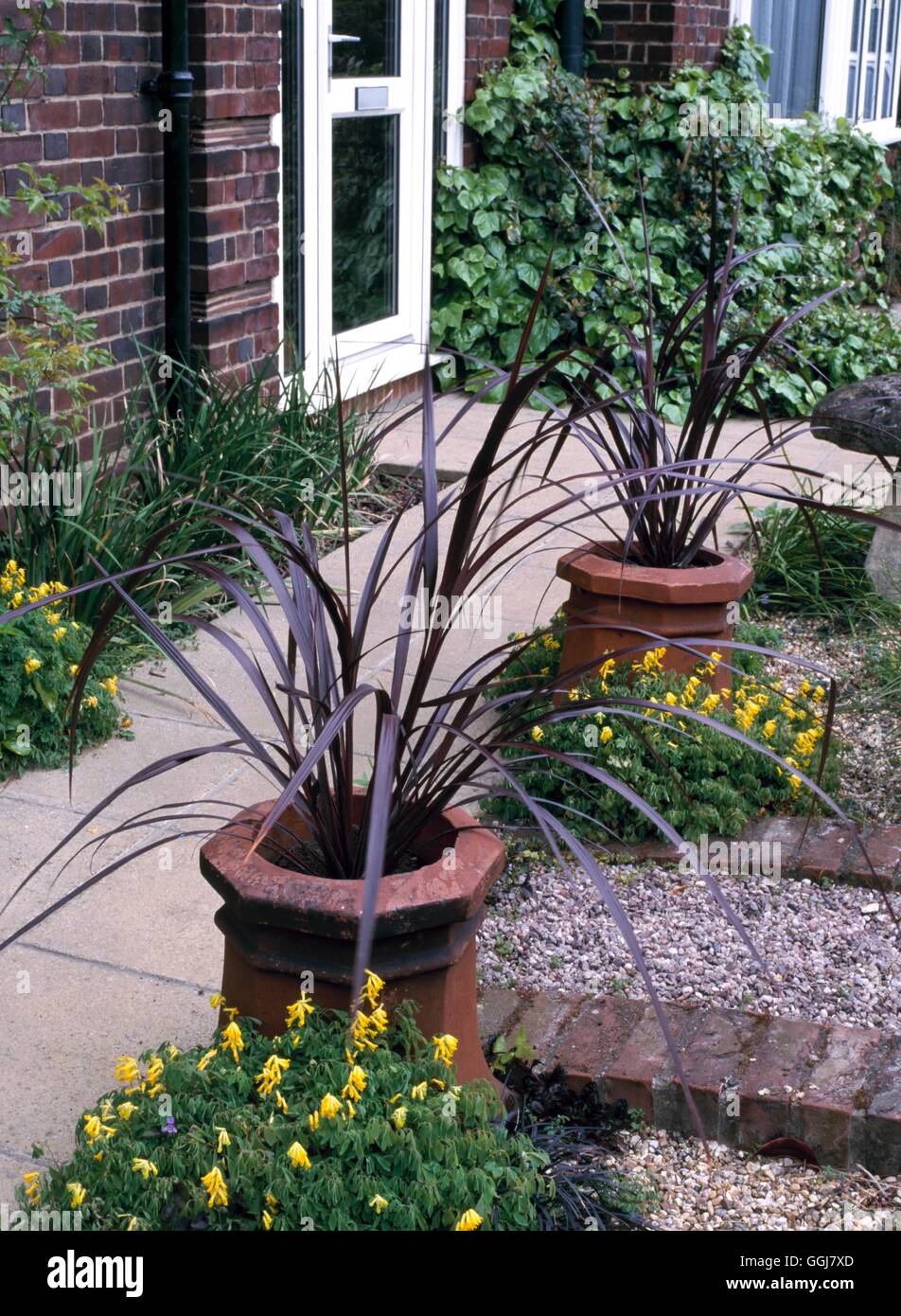 Containers - Shrubs - planted with Cordyline 'Red Fountains'   CTR086308  /Ph Stock Photo