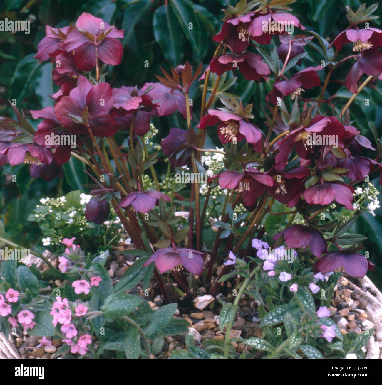 Container - Perennials - planted with Helleborus and Pulmonarias ...