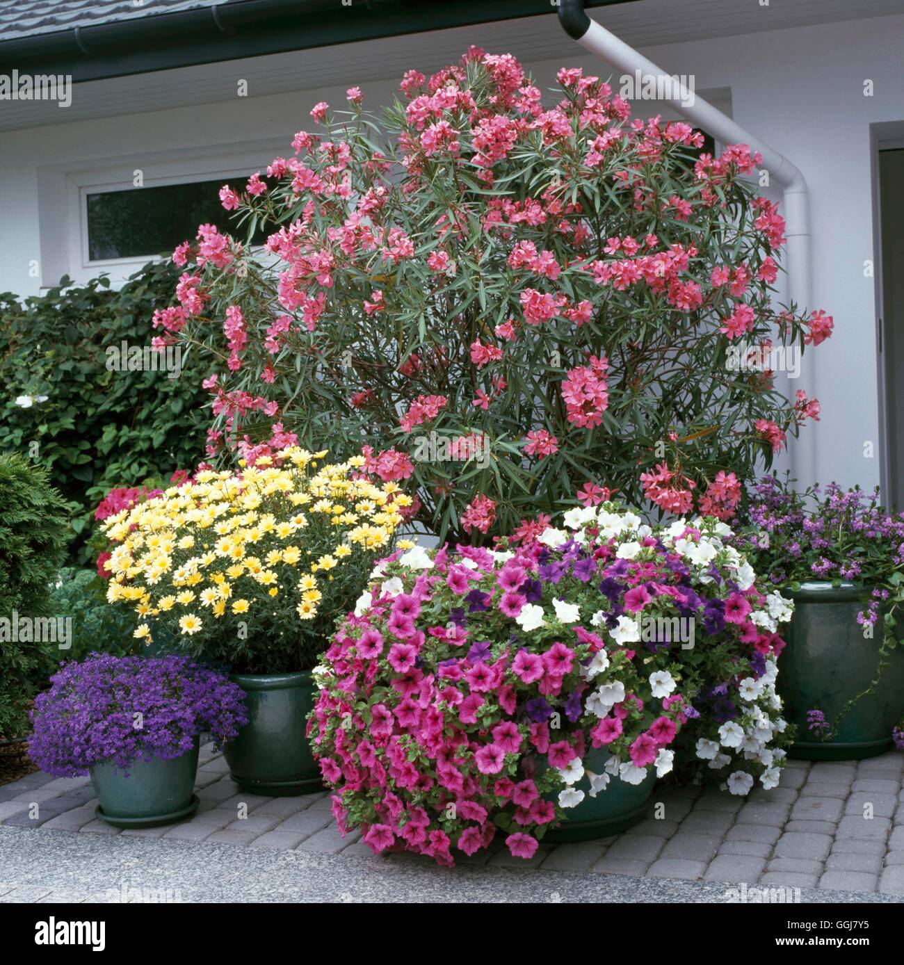 Containers - Annual - planted with Petunias  Argyranthems  Scaviola and Lobelia  grouped in front of Nerium oleander   Ref: PHST Stock Photo