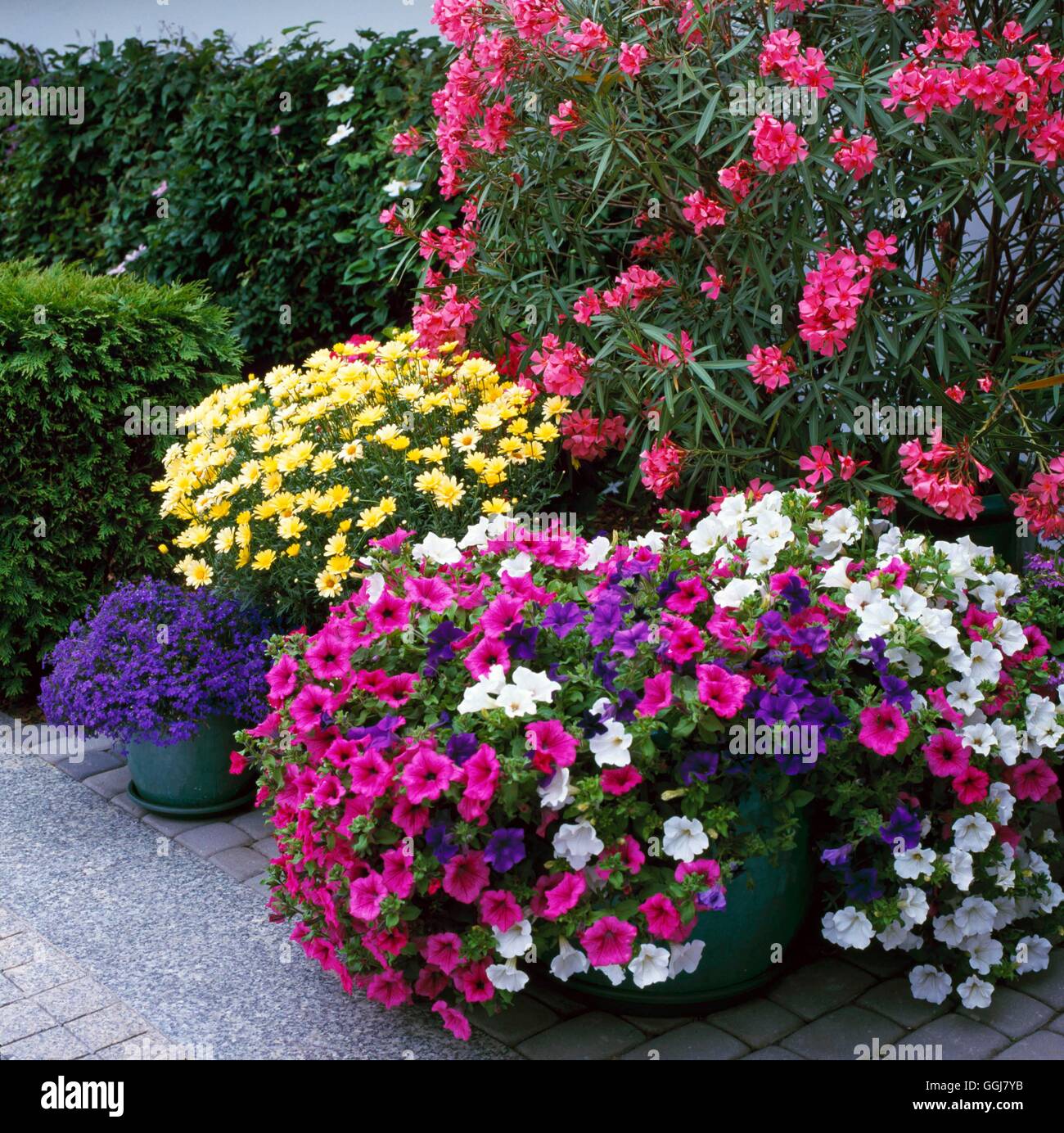 Containers - Annual - planted with Petunias  Argyranthemum and Lobelia in front of Nerium oleander   CTR090871  Compul Stock Photo