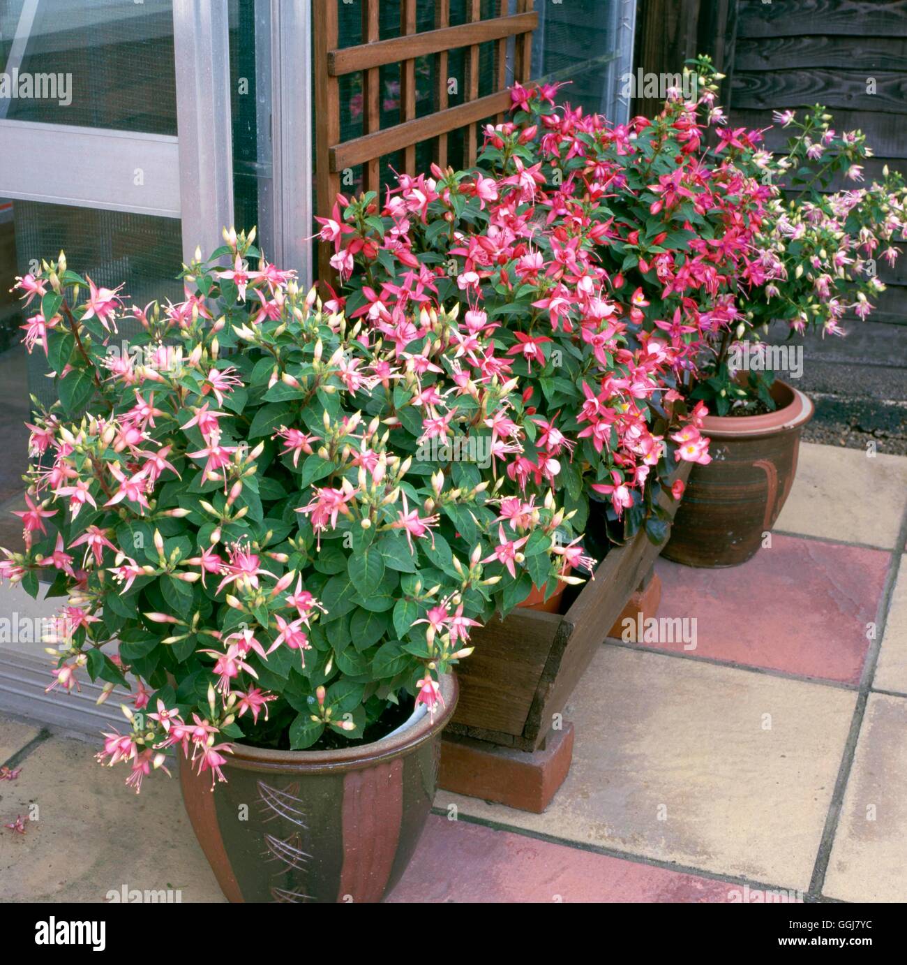 Container - Shrubs - Fuchsias from left to right: Walz Jubelteen  Rose Fantasia  Pink Fantasia and Thamar.   CTR091119 Stock Photo