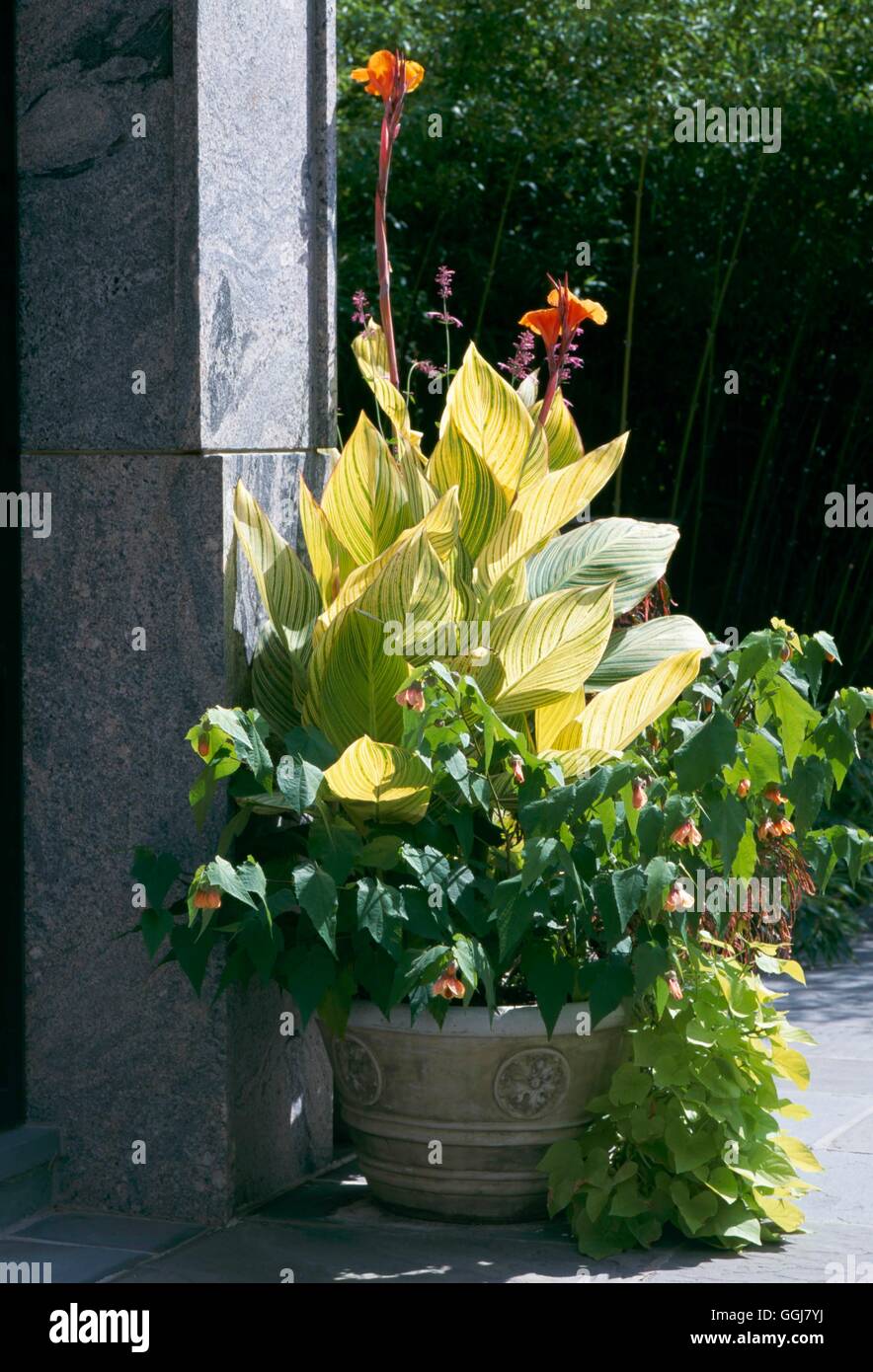 Container - Bulbs - Summer - planted with Canna 'Pretoria'  underplanted with Abutilon and Ipomoea   CTR091683  Compul Stock Photo