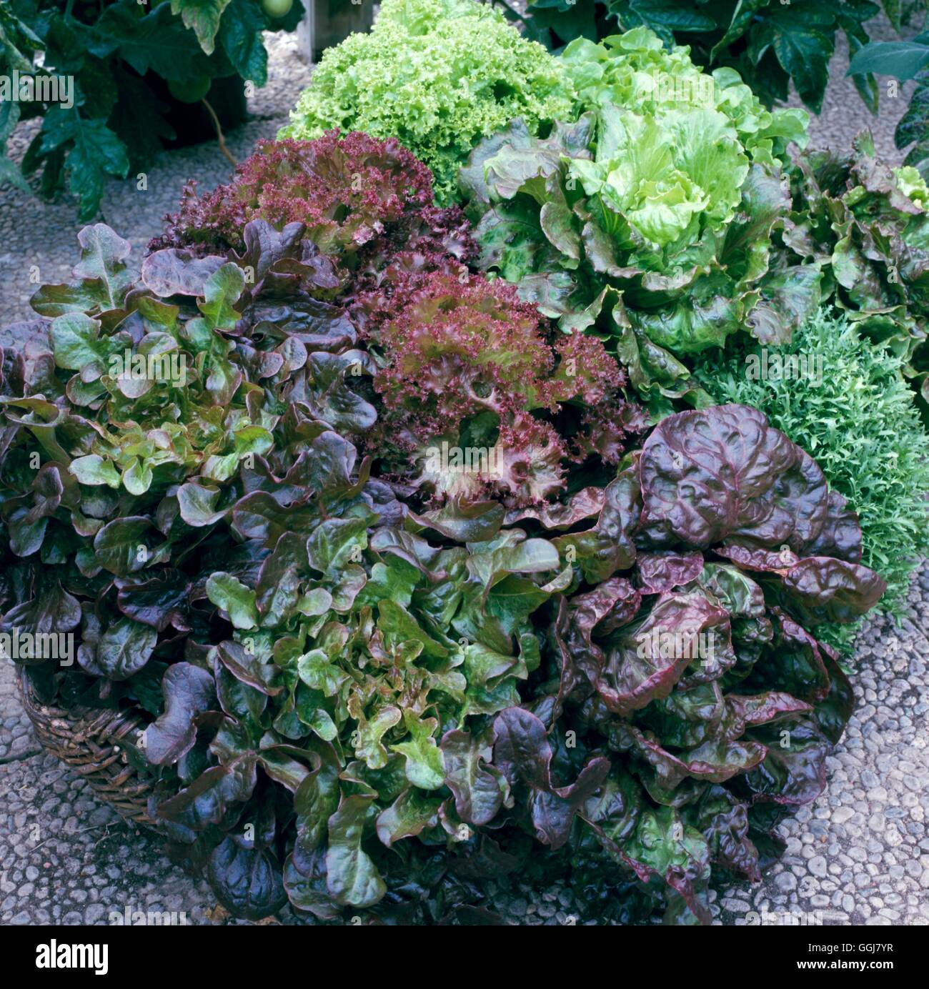 Container Vegetables planted with mixed Lettuce CTR092740 Stock