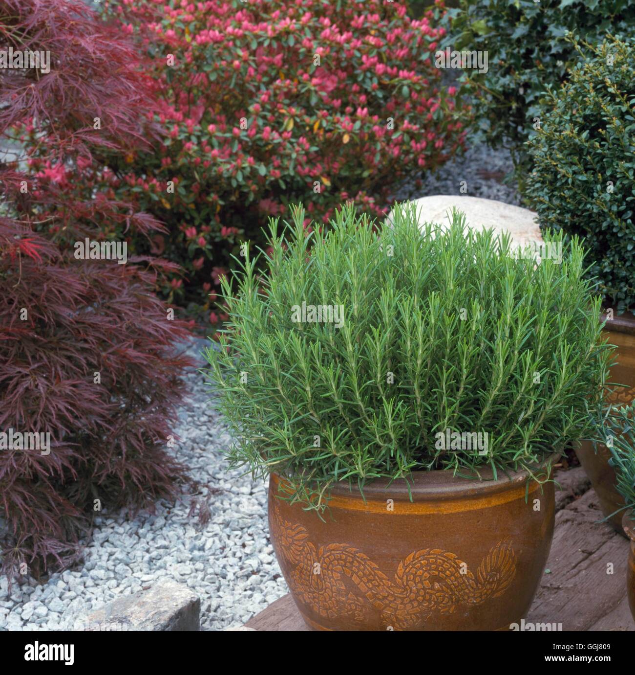 Container - Herbs - planted with Rosemary   CTR099628 Stock Photo