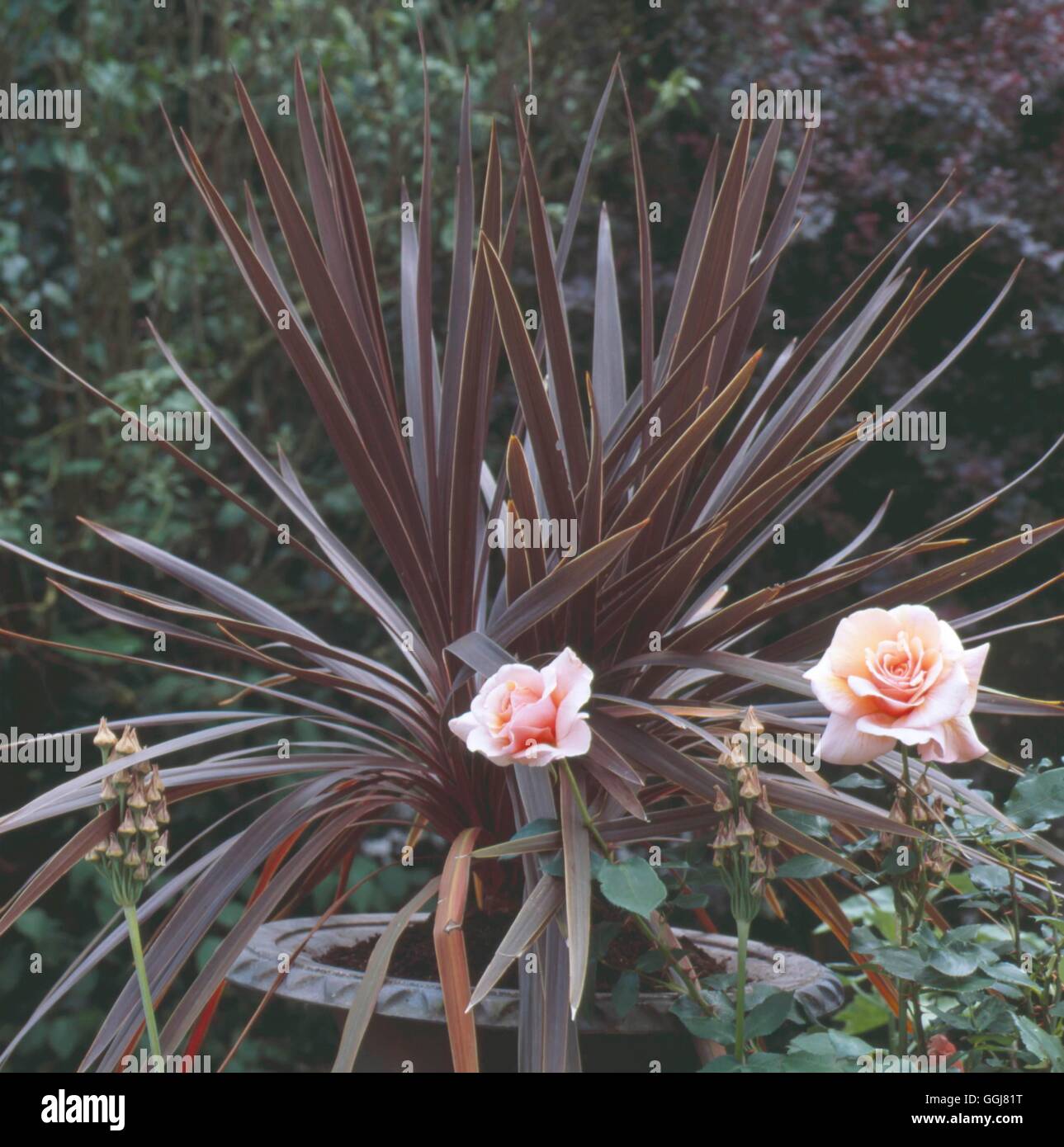 Container - Shrubs - planted with Cordyline australis 'Atropurpurea' with Rosa 'Harvest Fayre' and Nectaroscordum siculum in for Stock Photo