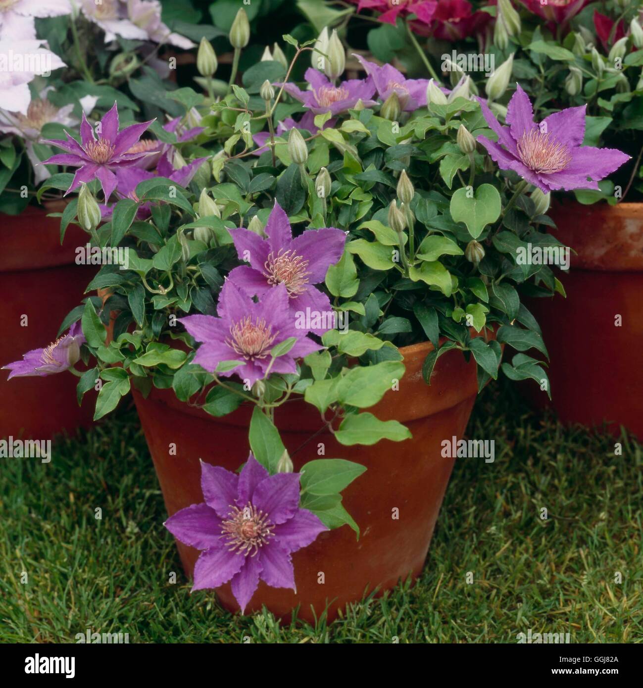 Container - Clematis- planted with Clematis 'Thumbelina'- - (Please credit: Photos Hort/Raymond Evison)   CTR111449  C Stock Photo