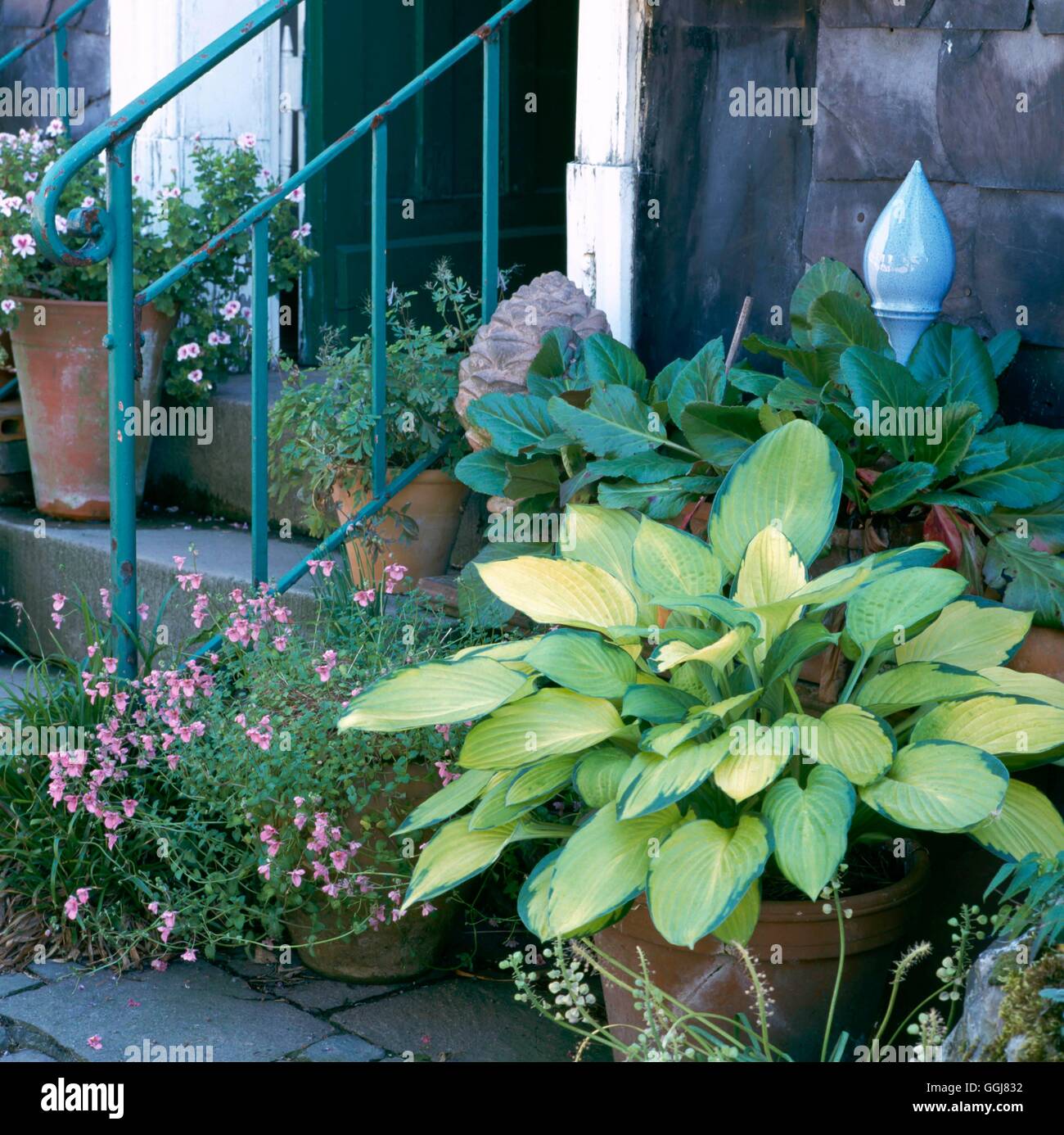 Courtyard - with Hosta as a focal point - (Please credit: Photos Hort/Arends Nursery  Germany)   CTY083792  Compulsory Stock Photo