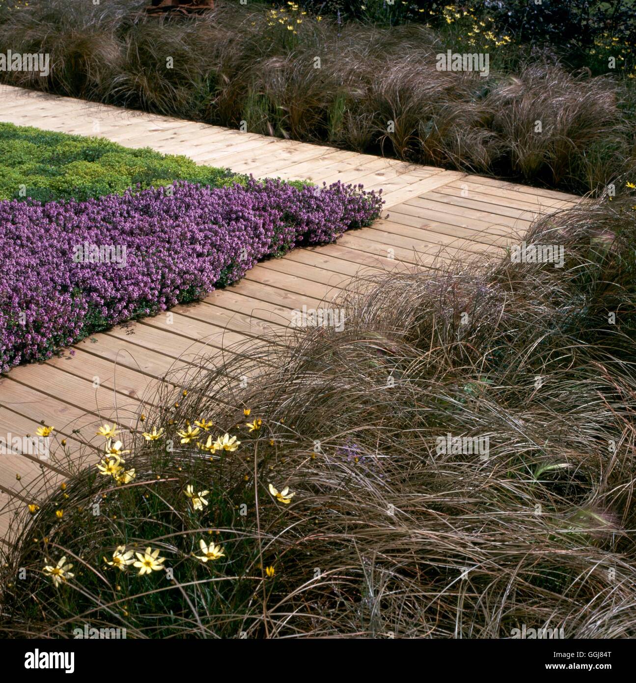 Decking - path edged with Carex  Coreopsis & Thyme (Please credit: Photos Hort/The Hidden Nursery/designer Sue Woodward-Moor) Stock Photo