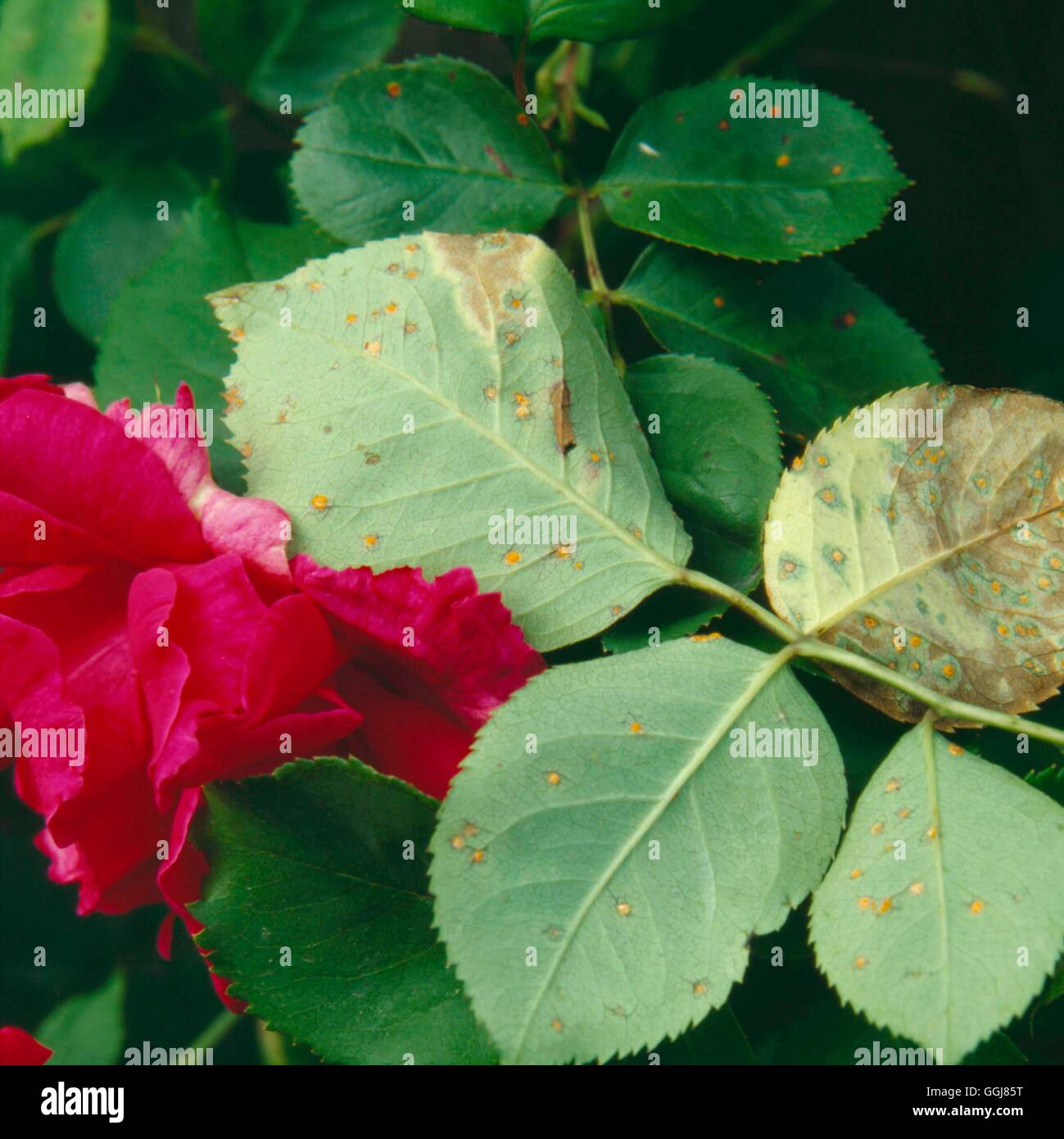 Rust - on Roses- - (Phragmidium tuberculatum)   DIS022357 Stock Photo
