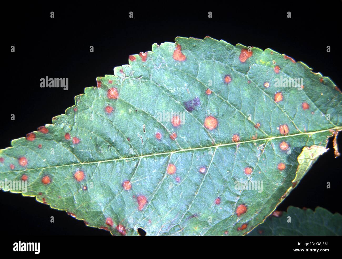Canker  Plum and cherry bacterial canker causing shot hole on cherry  Date: 09/06/2008  DIS026293 Stock Photo