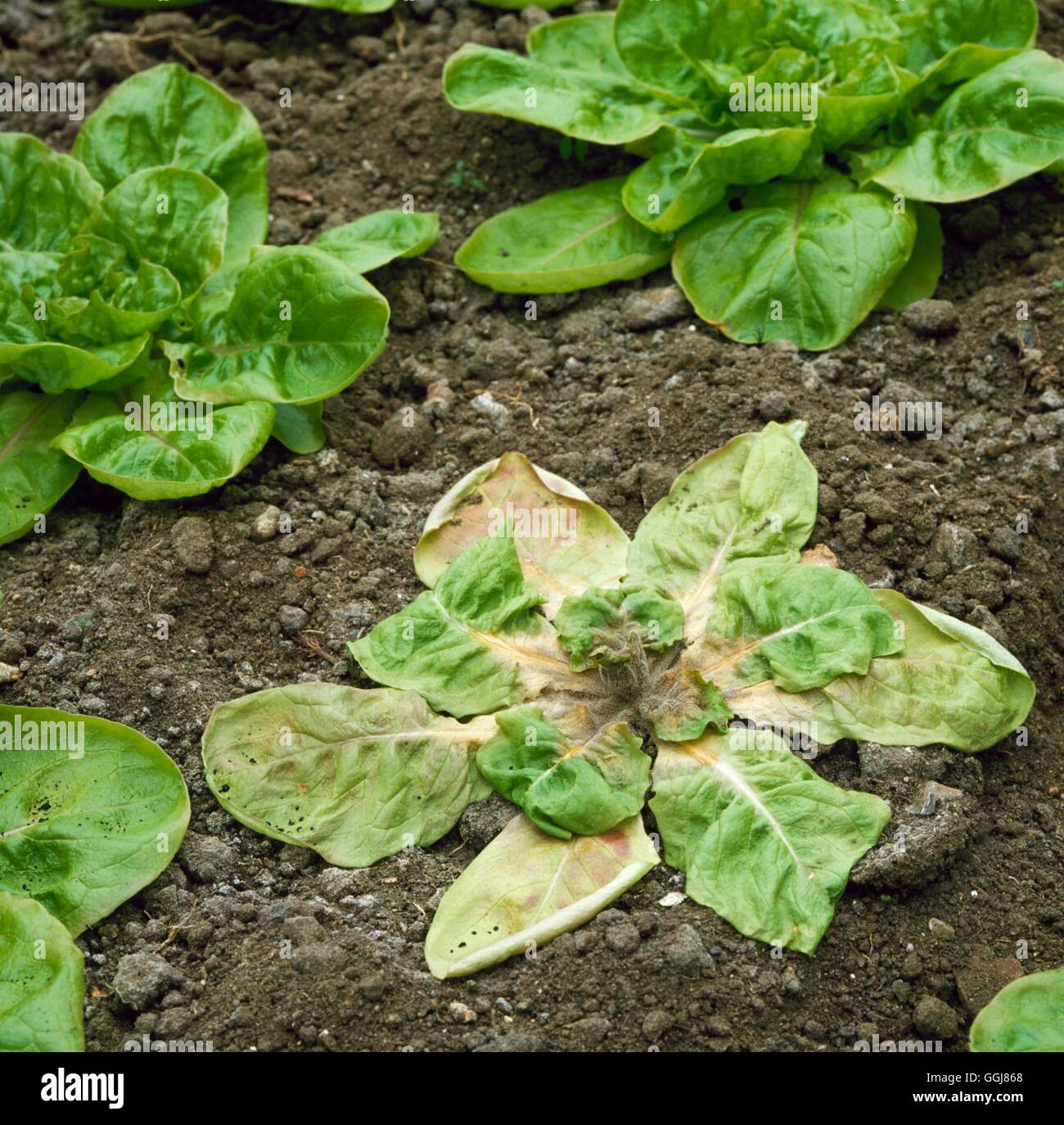 Damping off disease hi-res stock photography and images