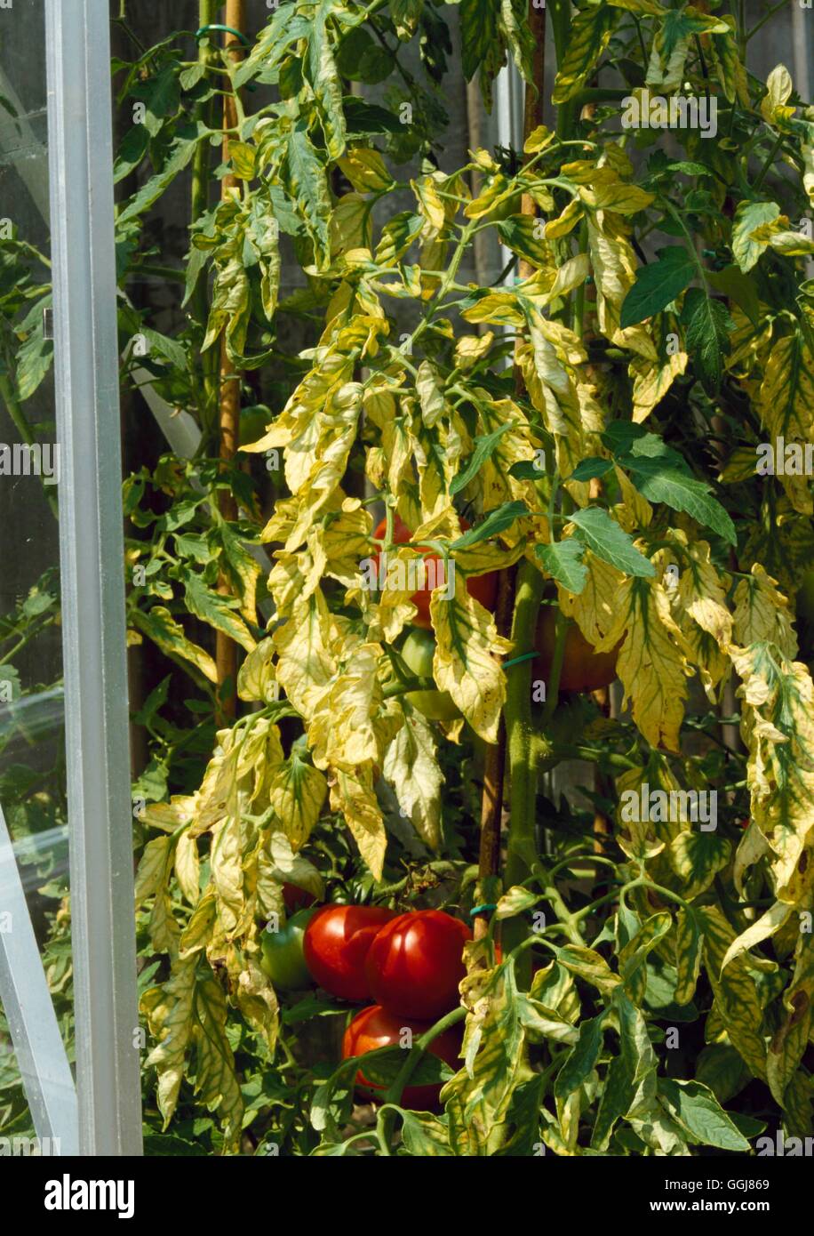 Magnesium deficiency tomato hires stock photography and images Alamy