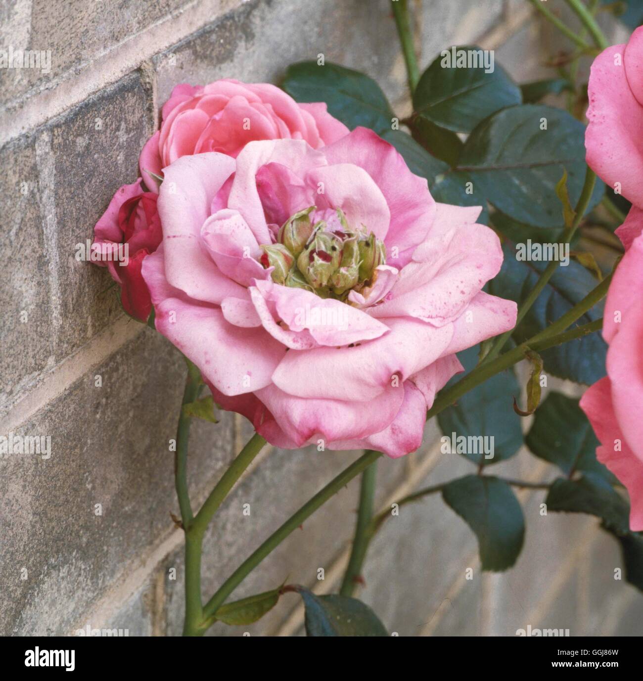 Proliferation (a disorder) on Rose DIS044747 Stock Photo Alamy