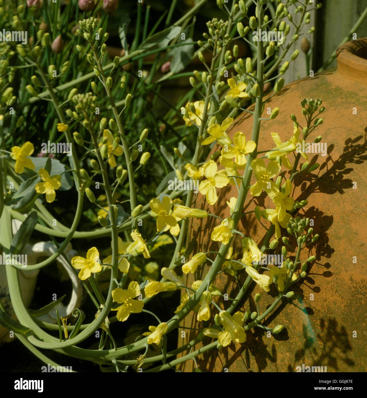 Bolting of brassica Date: 28/08/2008 DIS056501 Stock Photo