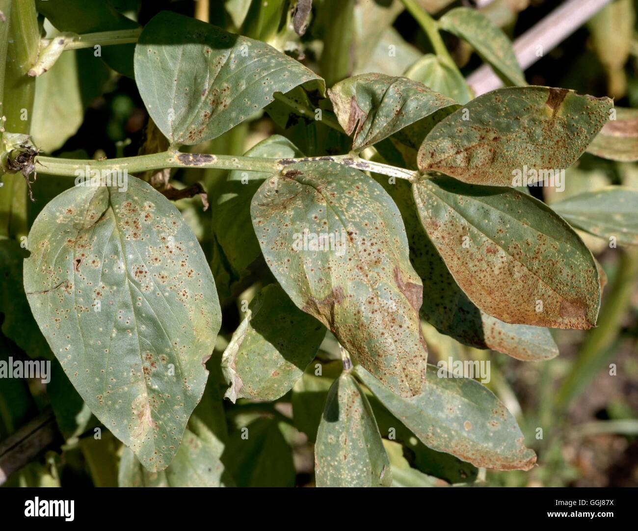 Rust - caused by fungus Uromyces fabae on Broad Beans.   DIS063527  /Photosho Stock Photo