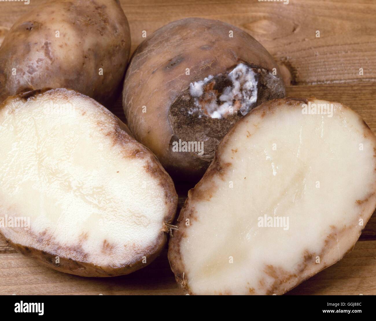 potato blight