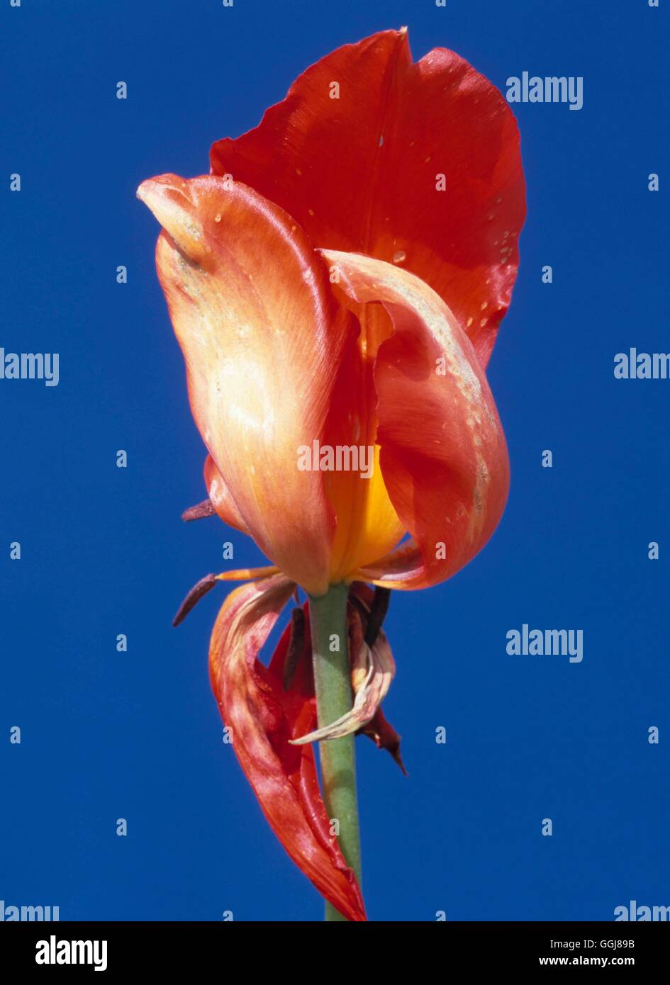 Tulip Fire - causing distortion   DIS098408 Stock Photo