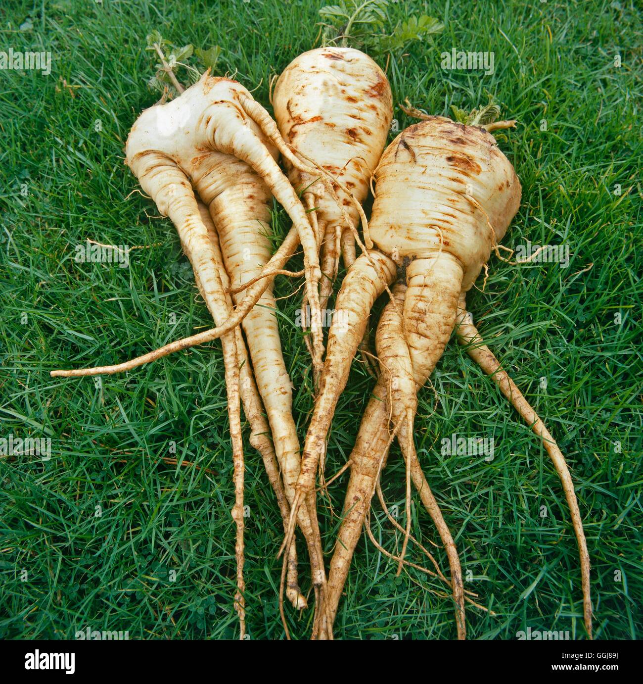 Forked Roots - on Parsnips   DIS100232 Stock Photo