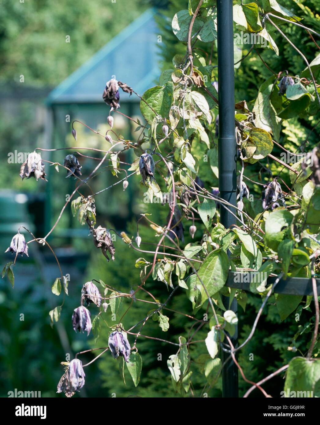 Wilt disease hires stock photography and images Alamy