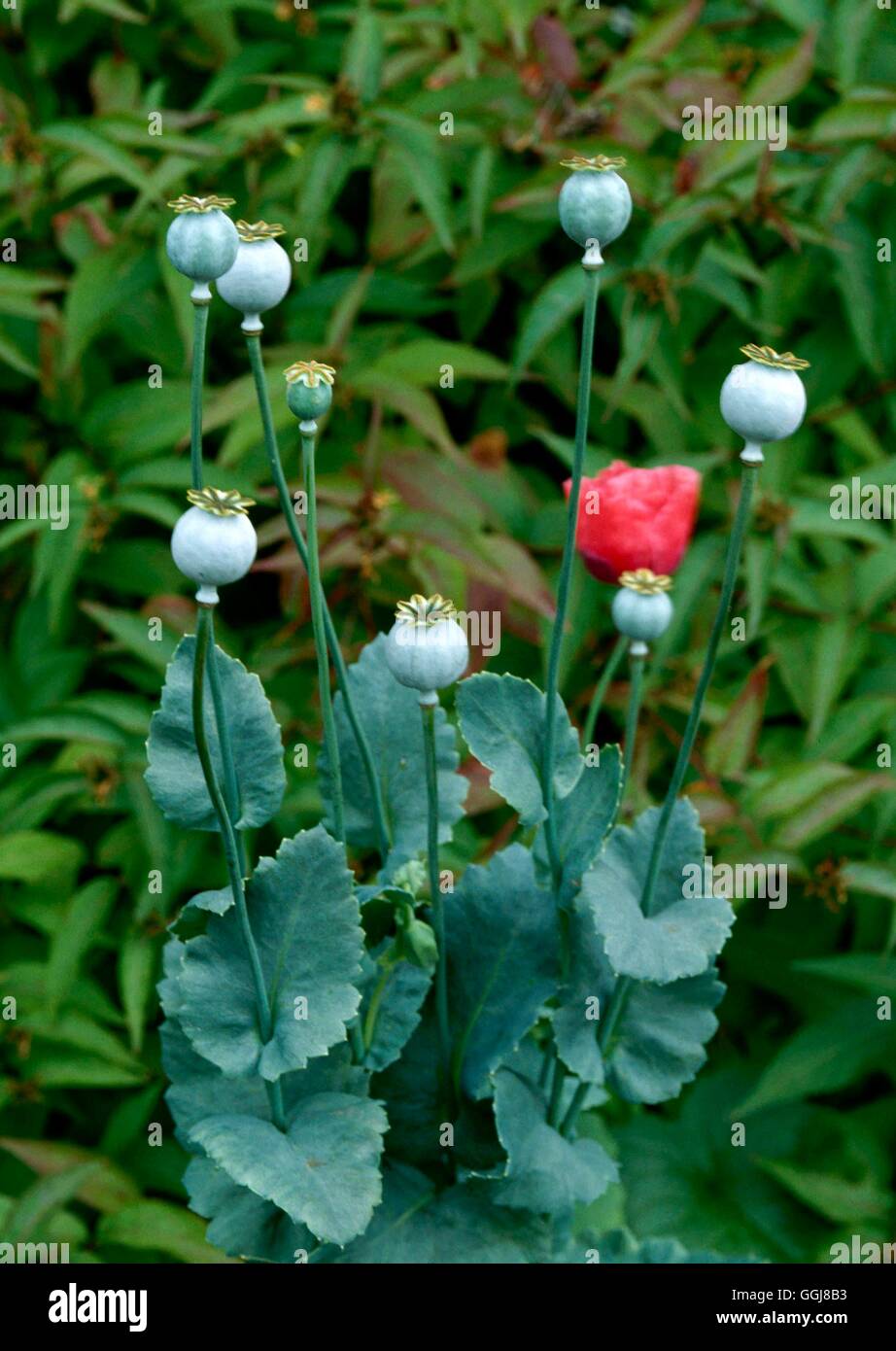 Dried Plants - Poppies (Papavar) seed heads suitable for drying   DRI036749 Stock Photo