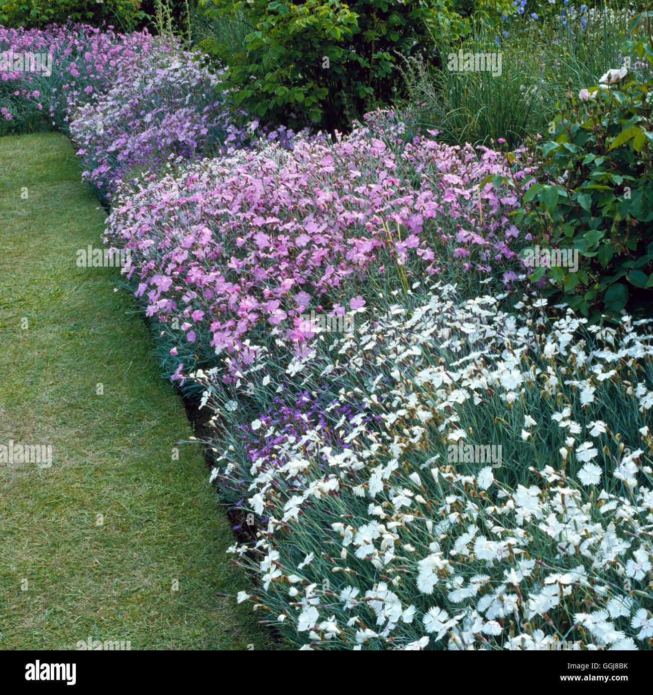 Edging Plants - Pinks (Dianthus) giving fragrance where you walk.   EDG023201     Photos Horticultur Stock Photo