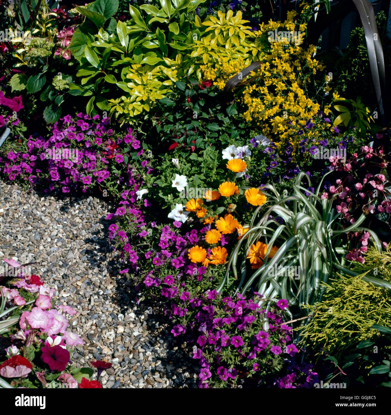 Edging Plants Aubretia edging shingle path EDG066669 Stock Photo Alamy