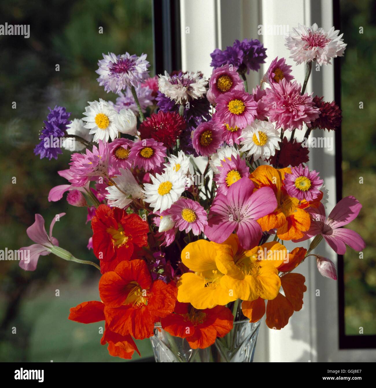 Flower Arrangement/Cut Flowers - Vase of mixed Annuals   FAR011987  /Photosho Stock Photo