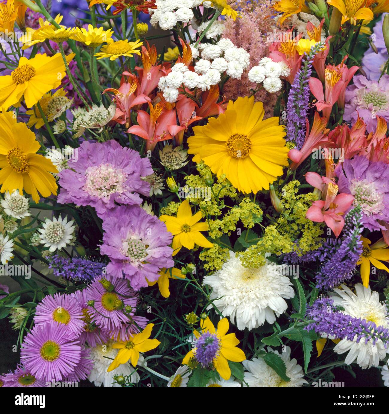 Flower Arrangements/Cut Flowers - Vase of Perennials - Scabious  Bidens  Aster  Astrantia  Veronica  Coreopsis  Achillea  Leucan Stock Photo