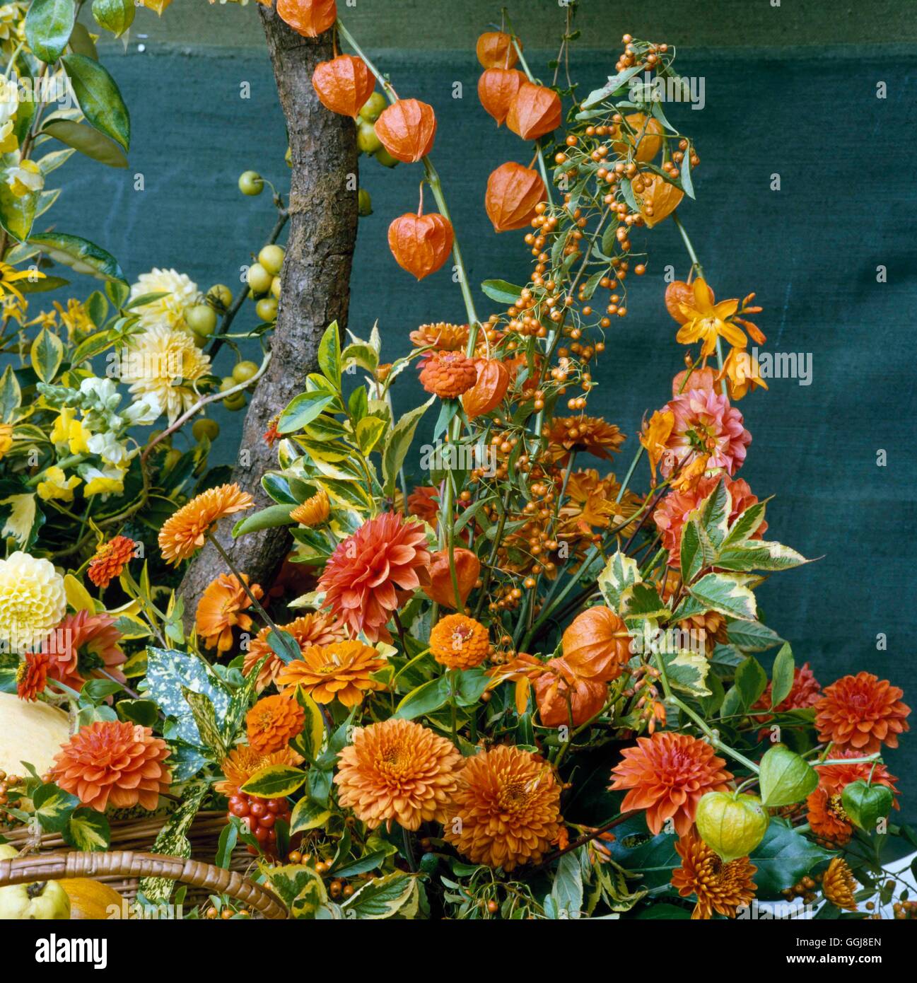 Flower Arrangement - of Chrysanthemums  Dahlias and Physalis- - (Please credit: Photos Hort/NAFAS)   FAR046386  Compul Stock Photo